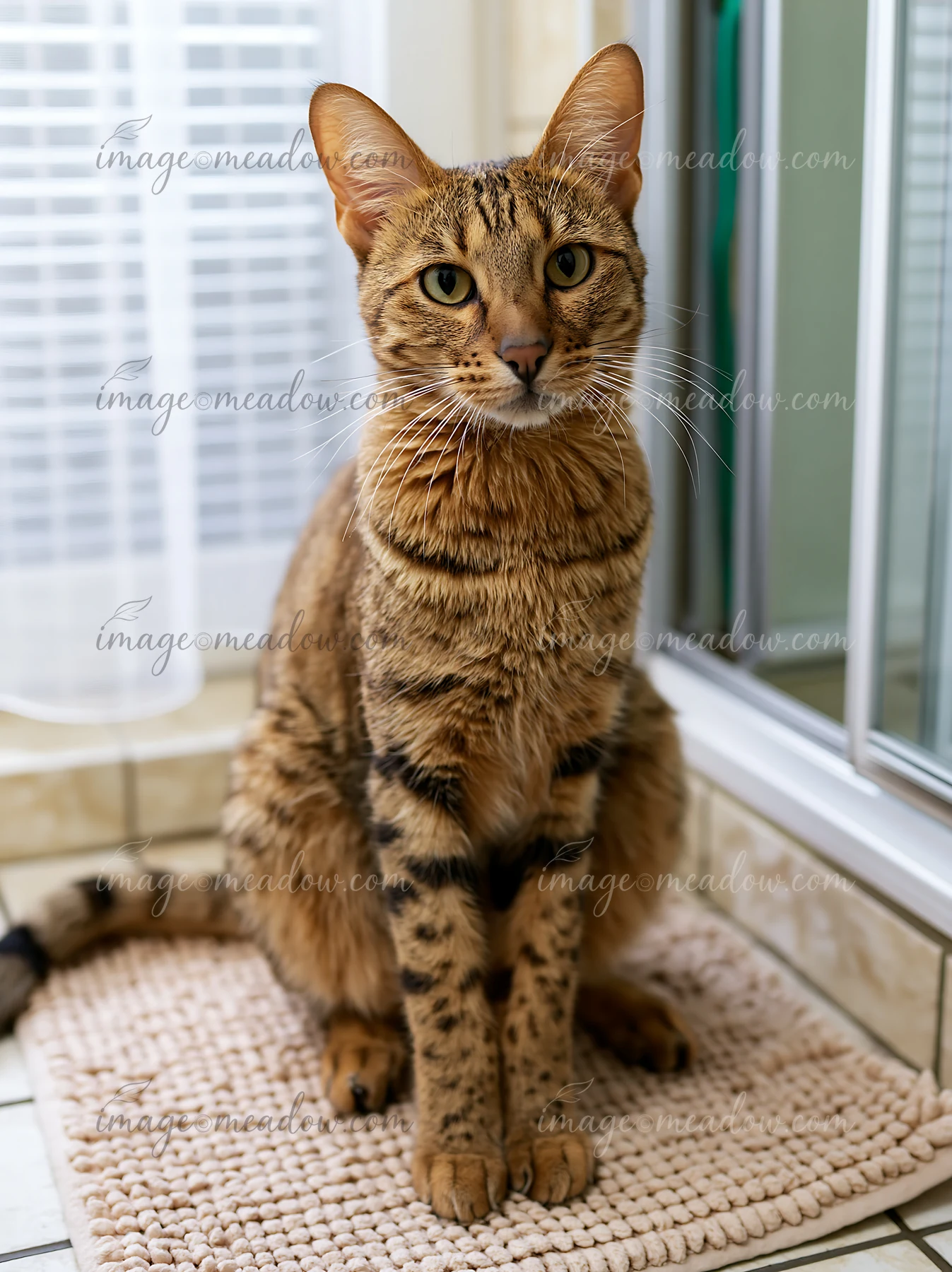 Savannah cat sitting upright on a woven mat beside a bright window indoors.