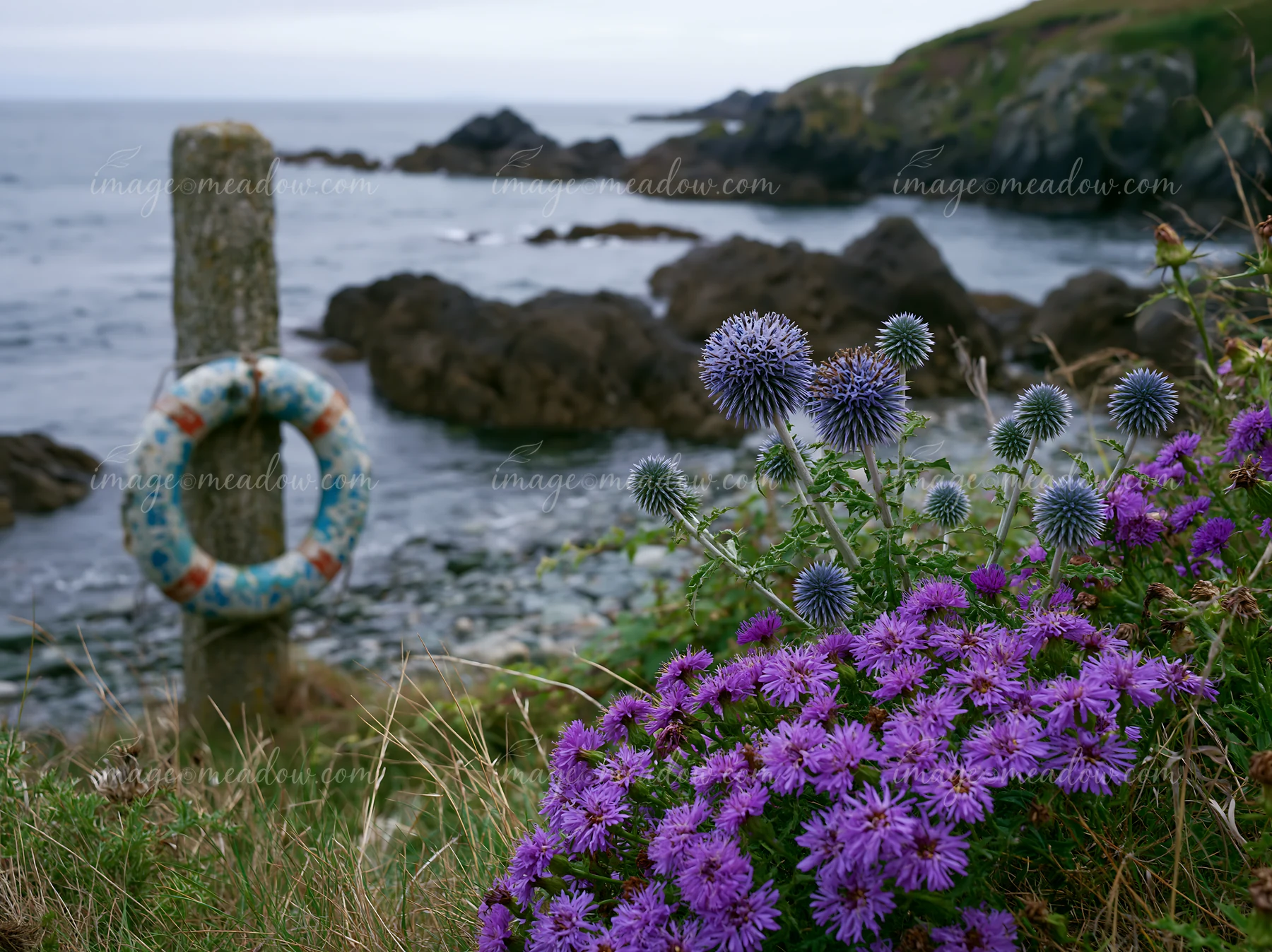 Sea holly flowers by coast bloom alongside a rocky shoreline.