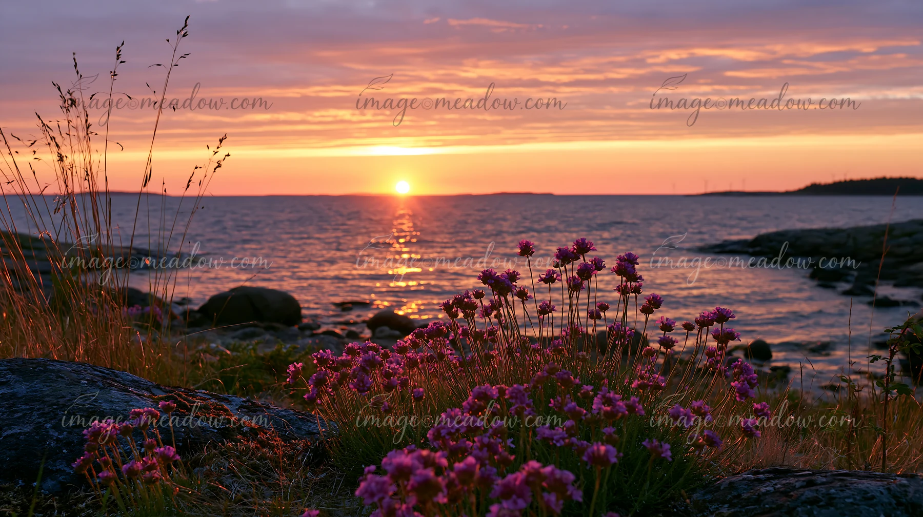 Sea lavender blooms on a rocky island as the sun sets over the water, casting warm colors across the sky.