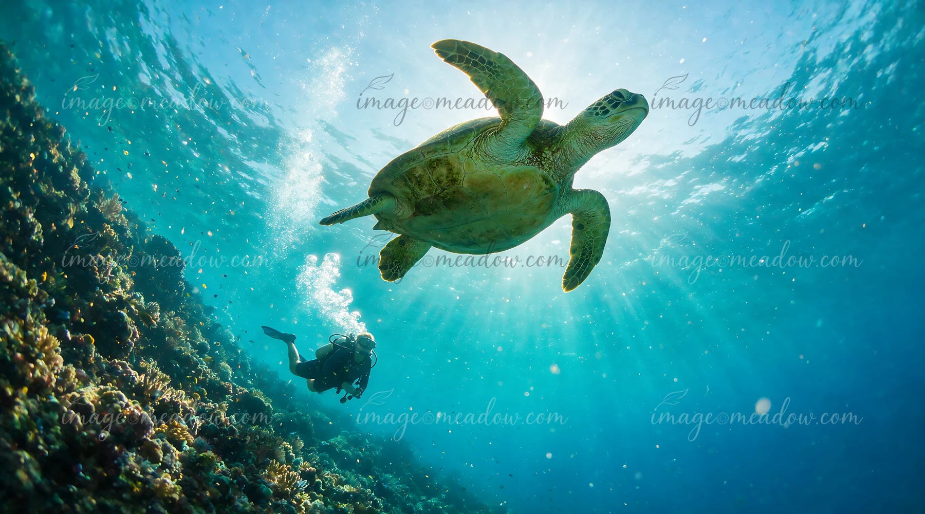Sea turtle swims above a scuba diver near a colorful coral reef in clear sunlit water.