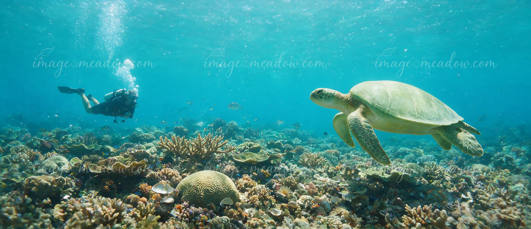 Sea turtle swims beside a scuba diver above a colorful coral reef in clear blue water.