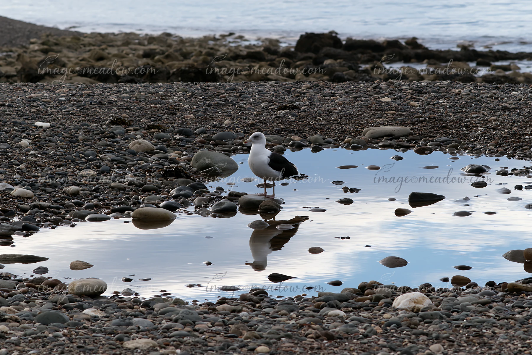 Seagull standing beside a reflective tidal pool on a pebbly coastline beach