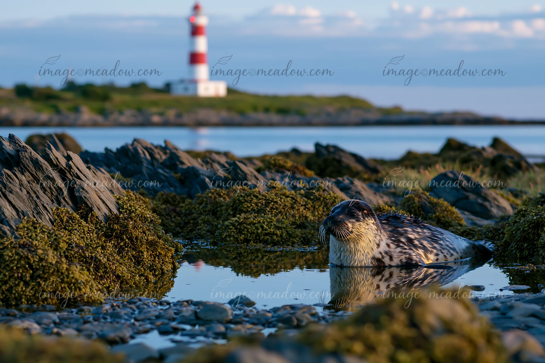 Seals rest on rocky shores while a lighthouse stands in the background.