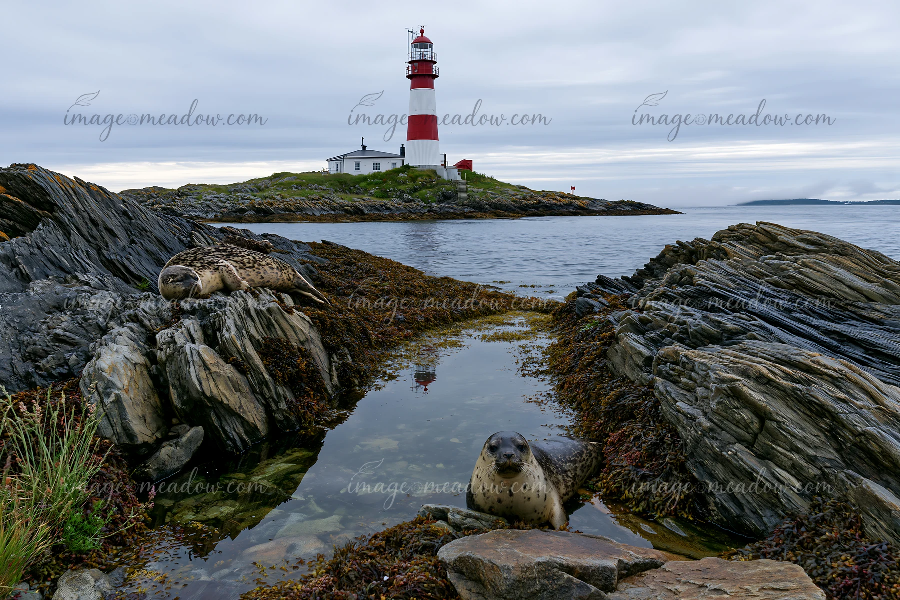 Seals rest on rocky shores while a lighthouse stands tall in the background.