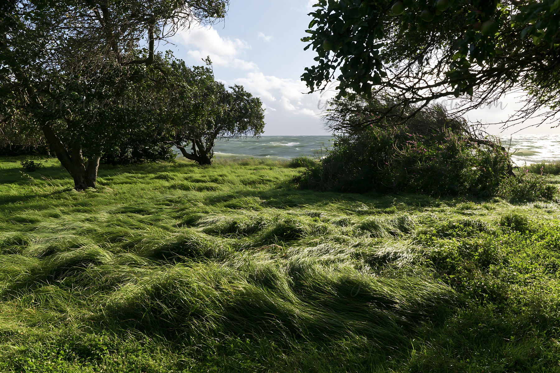 A seaside orchard meadow features green grass swaying in the wind, with trees visible in the foreground and the ocean in the background. The setting captures a