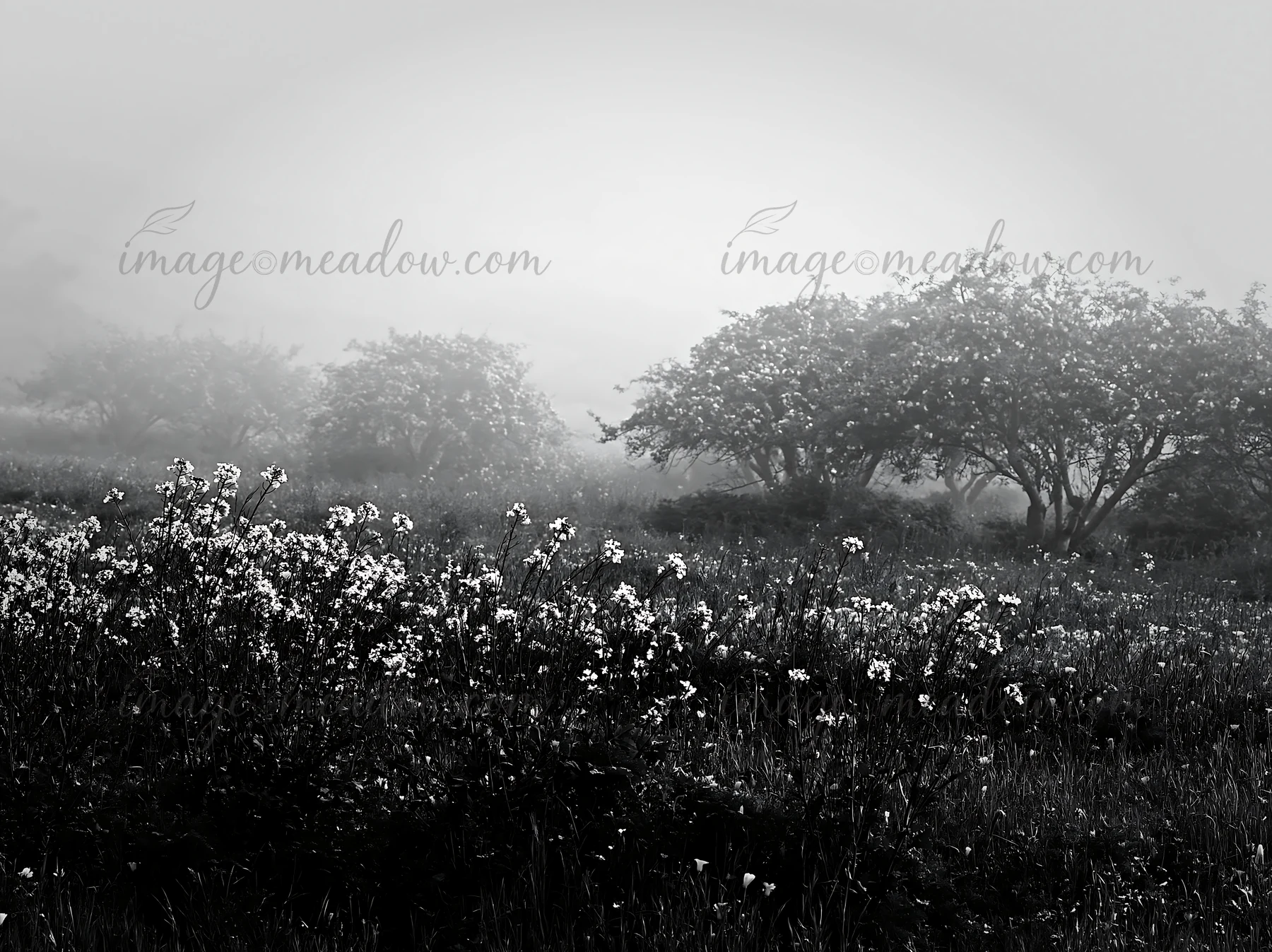 Fog covers a seaside orchard meadow filled with flowers. The trees are visible in the background, creating a quiet scene of nature. The image captures the essen