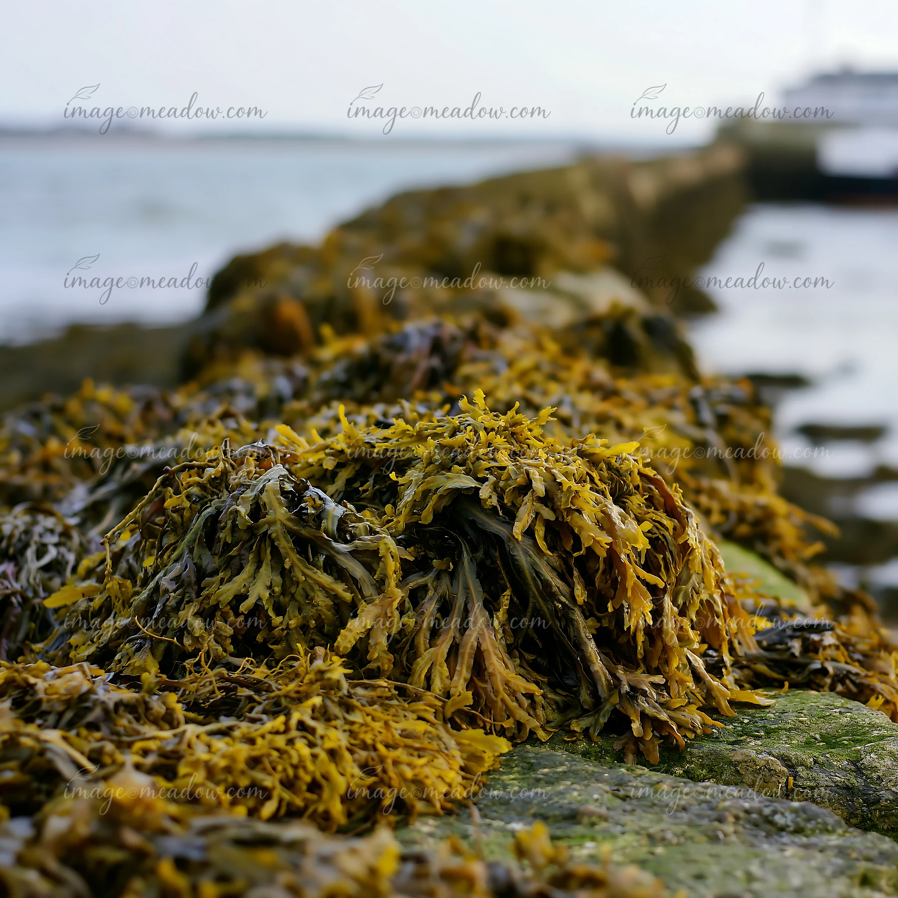 Seaweed covers the stones of a protective sea wall along the coastline.