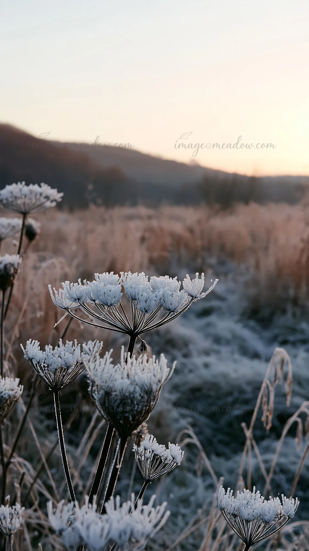 Frost-covered seedheads stand tall in a meadow at sunrise. The soft morning light reflects off the icy plants. The surrounding landscape shows dry grass and dis