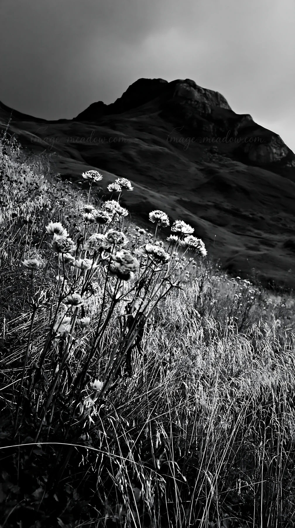 Wildflowers grow in a seedhead meadow with a mountain looming in the background. The scene captures a moment in nature, highlighting the landscape's simplicity.