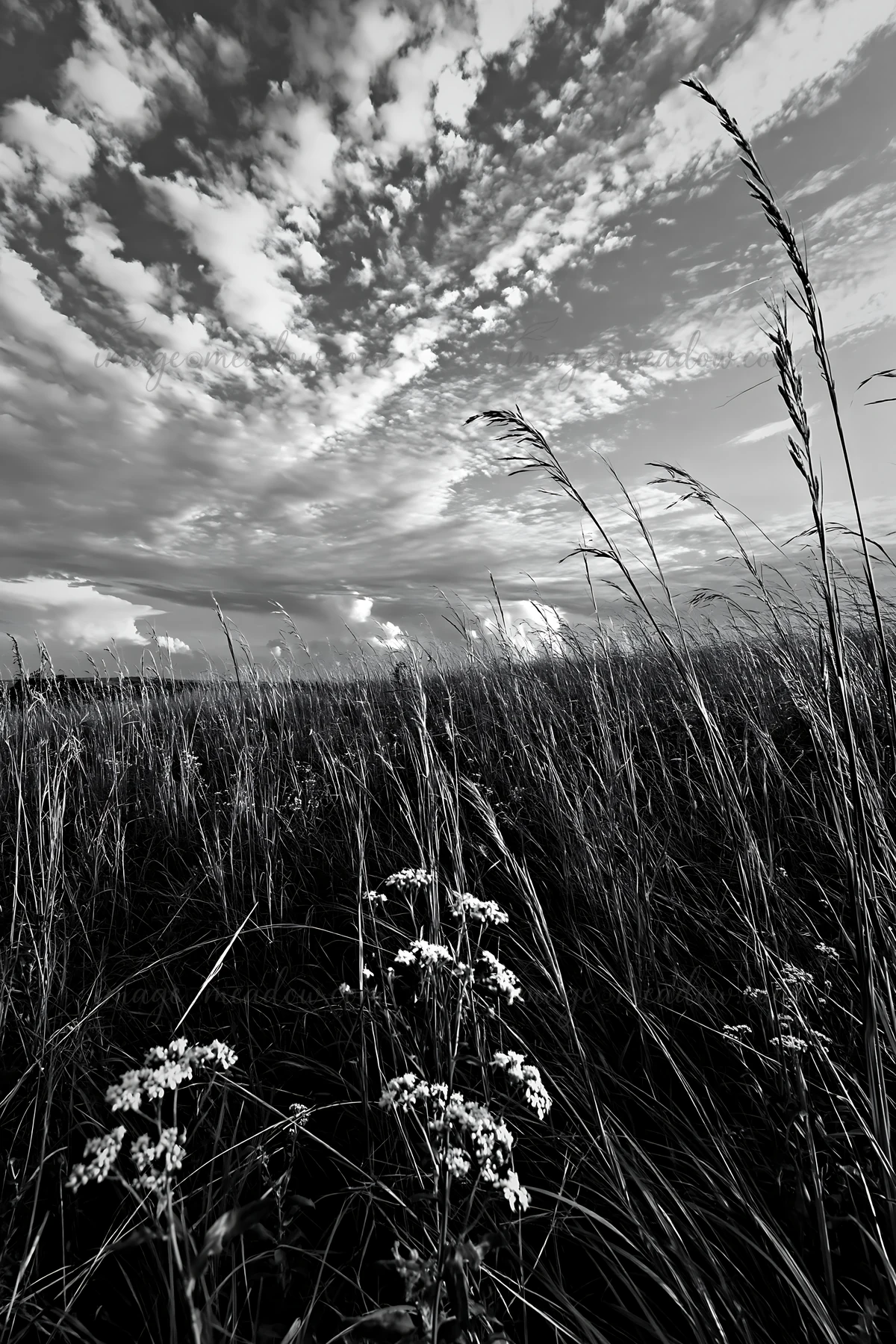 A field of seedheads stands tall beneath a cloudy sky. The grasses sway gently in the wind, creating a natural landscape filled with texture and color. Presente