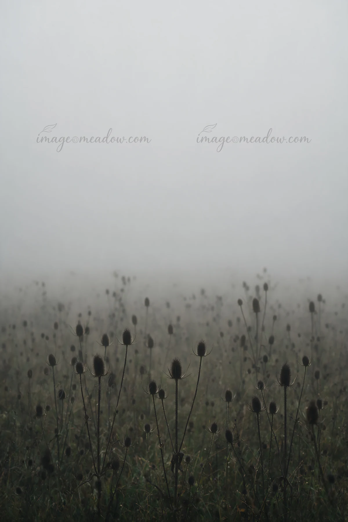 A meadow filled with seedheads stretches into a foggy distance. The atmosphere is damp and still, with plants silhouetted against a gray sky.