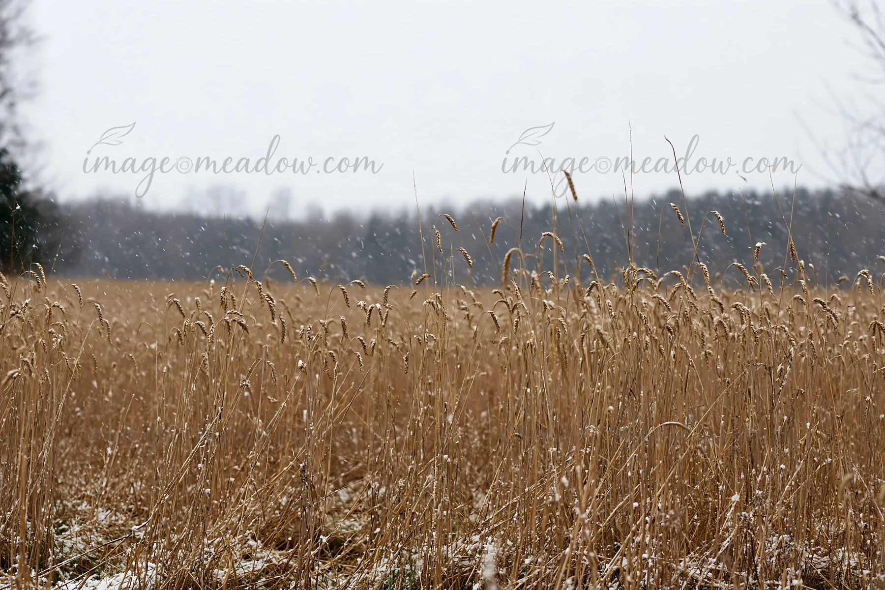 A meadow filled with tall seedheads stands under falling snow. The dry grasses sway gently as the winter weather creates a serene landscape in a rural area. Tre