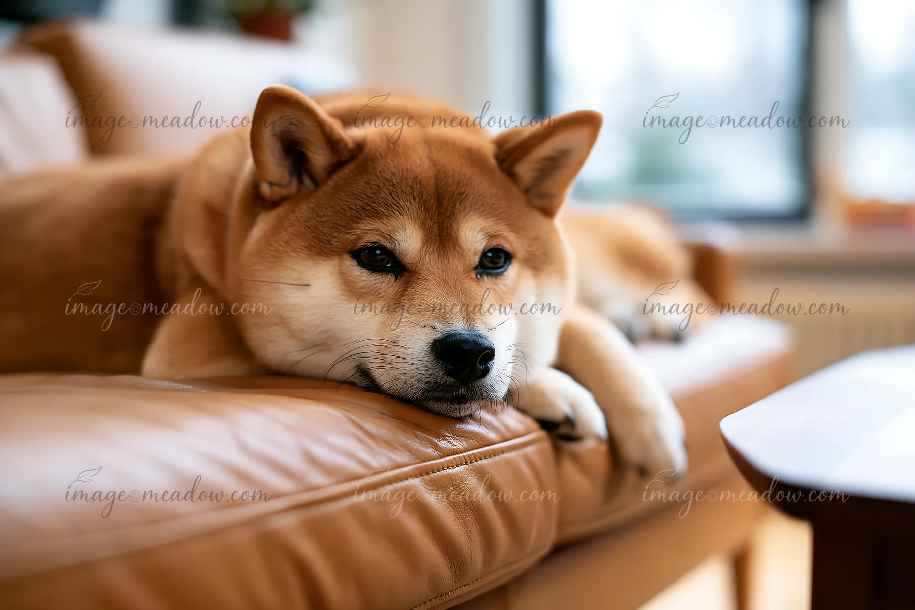 Shiba Inu resting on a sofa looks relaxed and comfortable in a brightly lit living room.