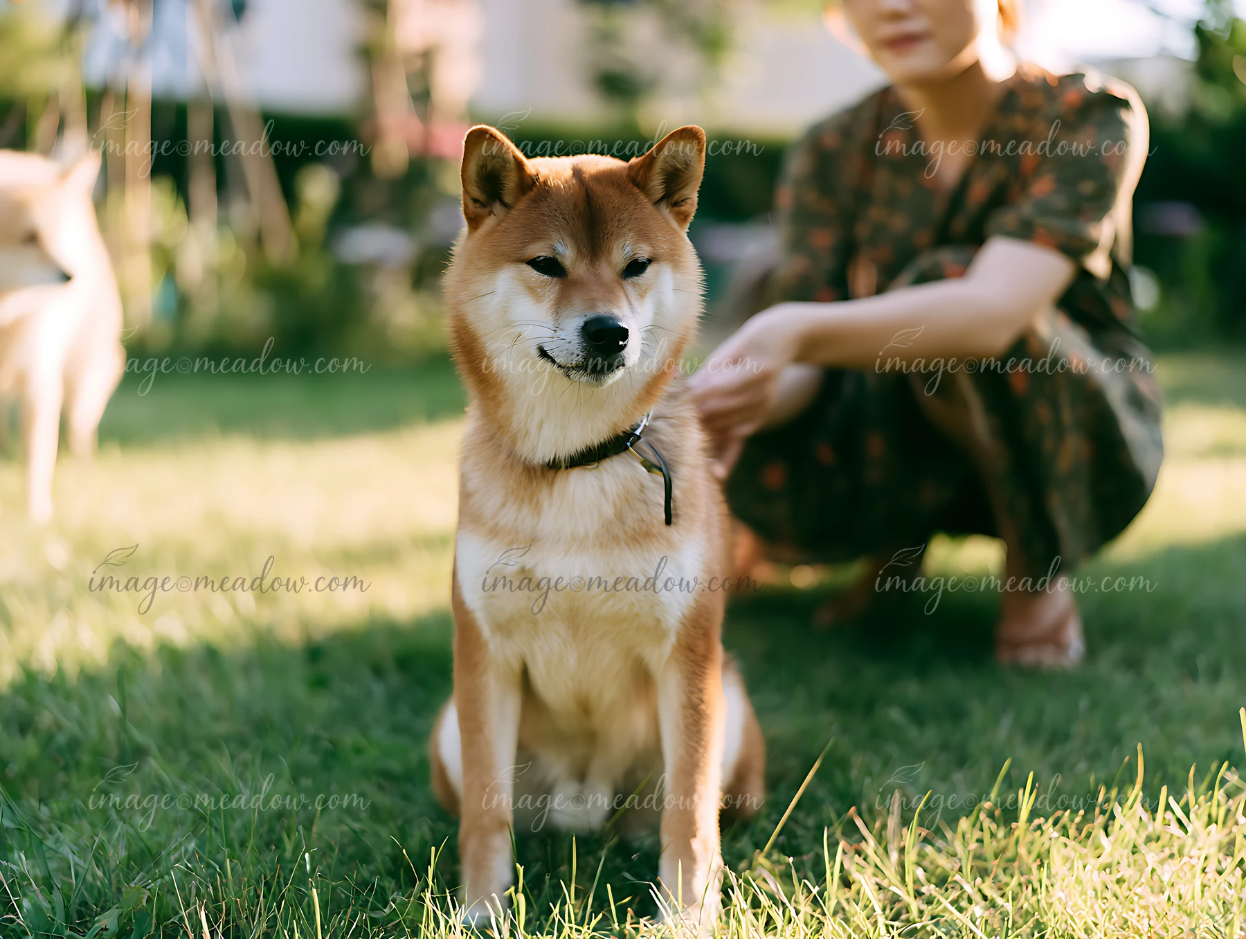 Shiba Inu sits calmly on grass while a partially visible owner rests beside the dog outdoors.