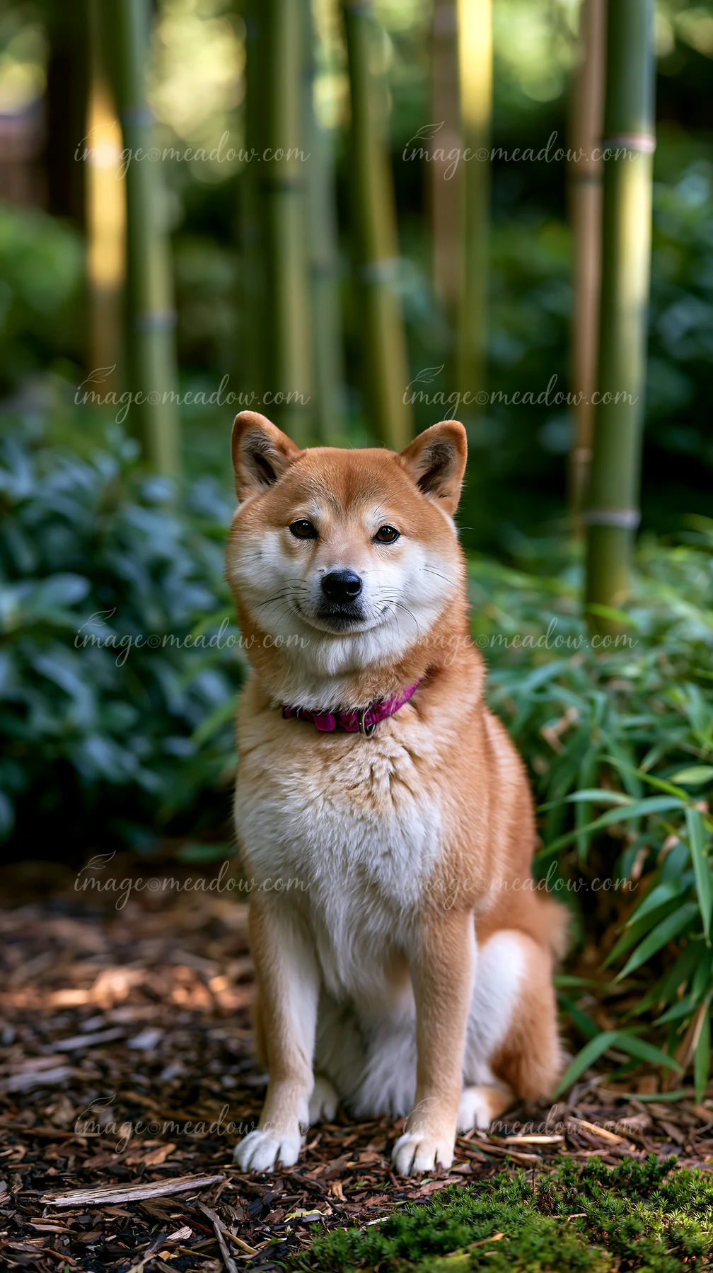 Shiba Inu sitting among bamboo and leafy plants in a Japanese garden