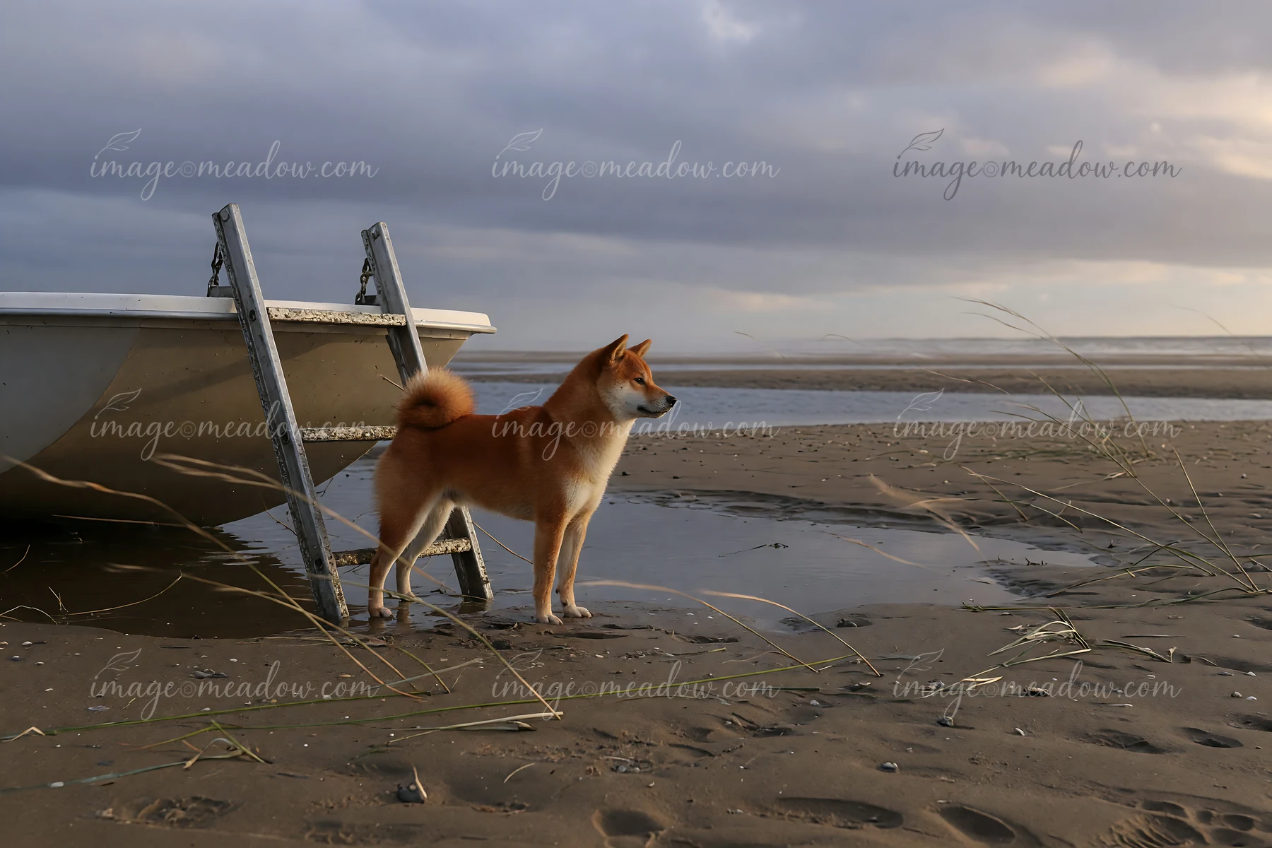Shiba Inu standing beside a boat ladder on a sandy beach at low tide under a cloudy sky.