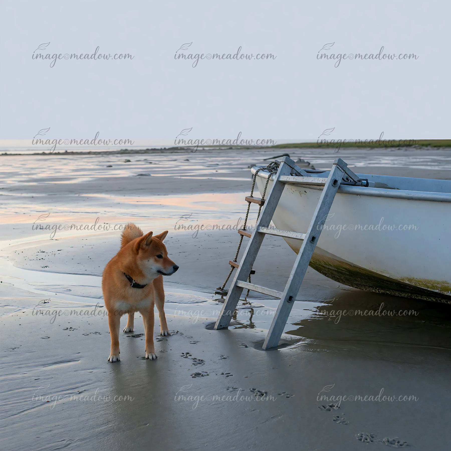 Shiba Inu standing beside a boat ladder on wet sand at low tide beside the sea.