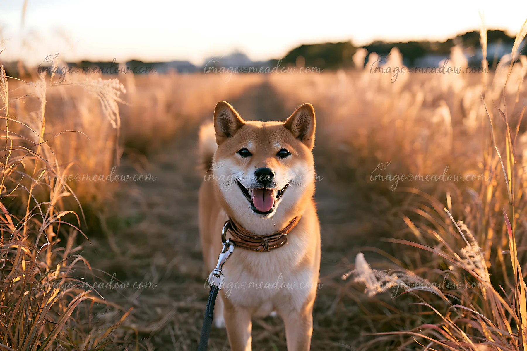 Shiba Inu standing on a field path among tall grasses in warm golden hour light.