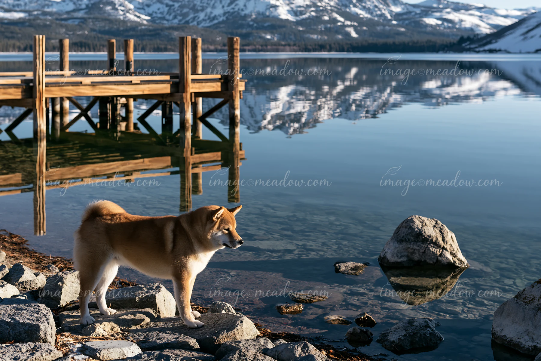 Shiba inu standing on lakeside rocks beneath a wooden dock with snowy mountains reflected in the water.