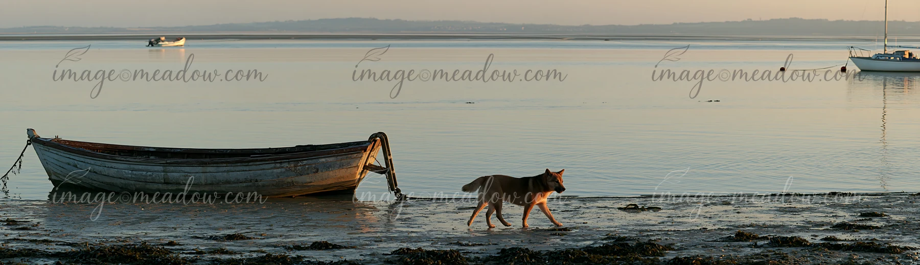 Shiba Inu walking beside a boat ladder on a seaweed-covered shoreline at low tide.
