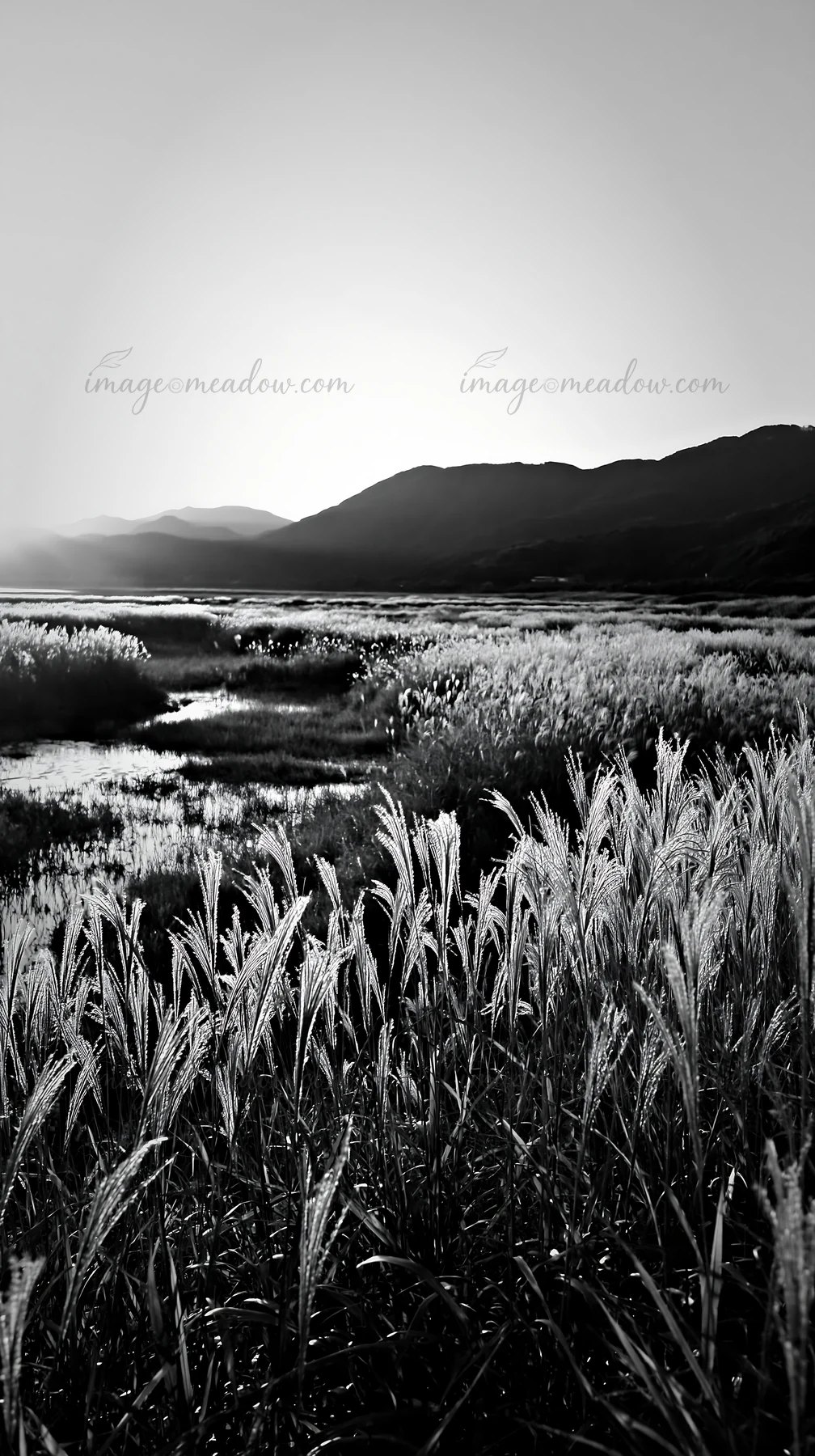 Reeds grow in the Shiga wetland meadow, serving as a natural solution for climate adaptation. The landscape shows water and mountains in the background, highlig