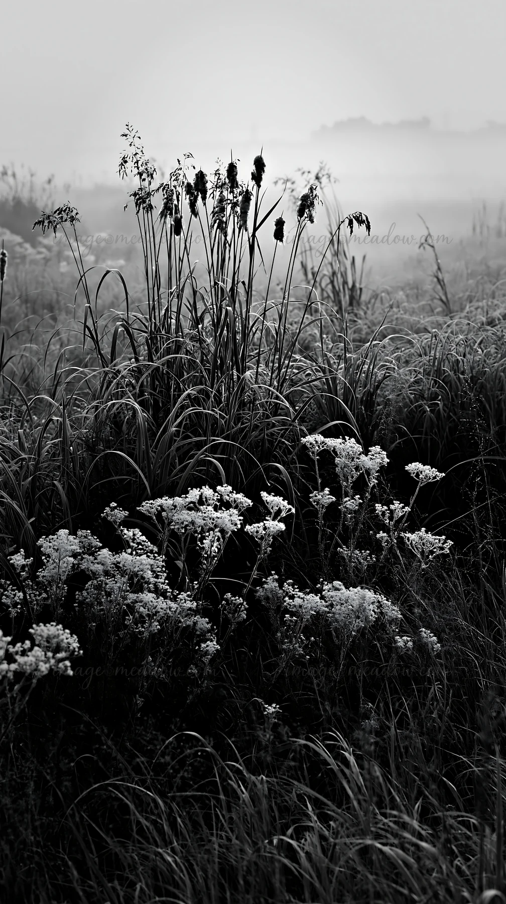 Reeds stand tall in the Shiga wetland meadow during the early morning. Frost covers the ground, and a light fog adds a soft focus to the landscape. Presented as