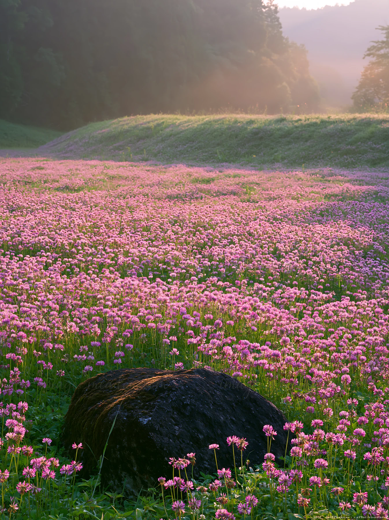A moss covered stone sits in a misty meadow filled with pink flowers. The light glows softly in the background, creating a gentle atmosphere in the Shimane area