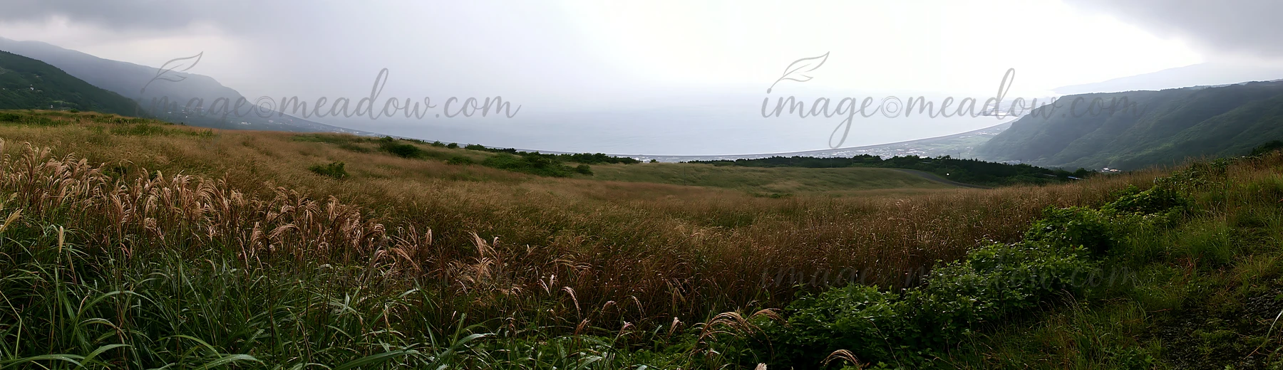 A wide meadow in Shizuoka, Japan, after heavy rain. The grass and plants are wet, and the clouds are gray. The coastline can be seen in the distance under the o
