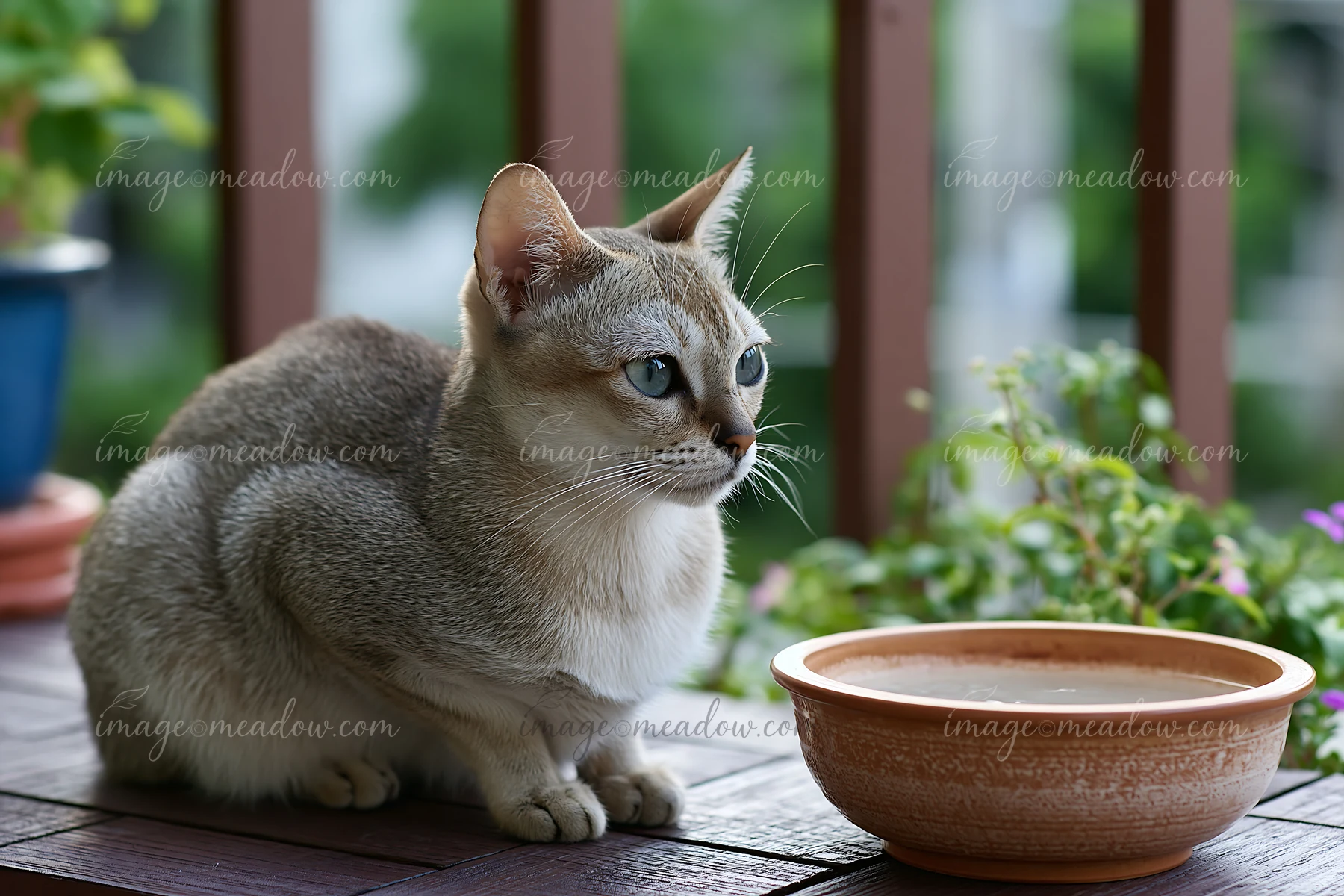 Short-haired cat sitting beside a water bowl on a plant-filled wooden patio.