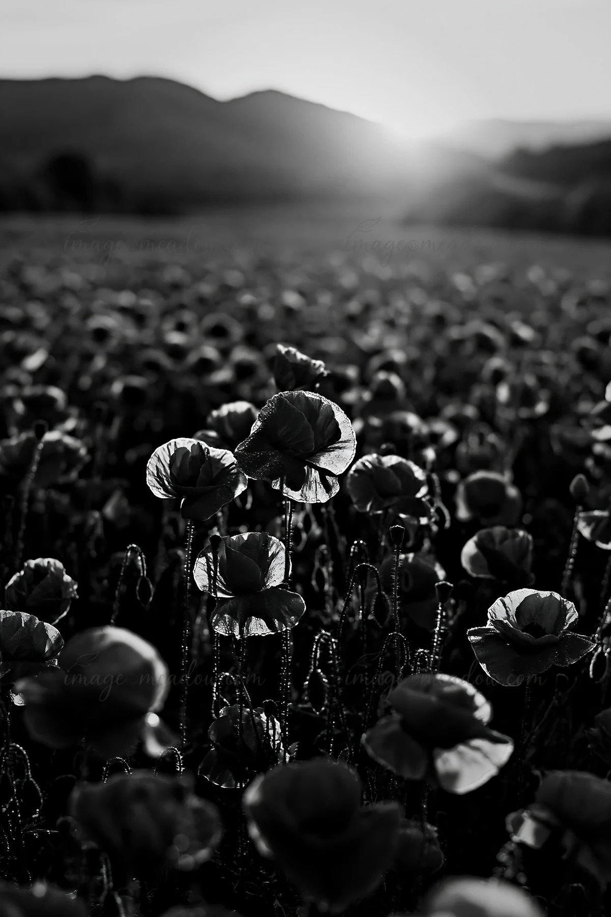 A field of red poppies stretches under a warm sunset. The flowers stand tall against the fading light in this natural setting. Dew glistens on the petals, enhan