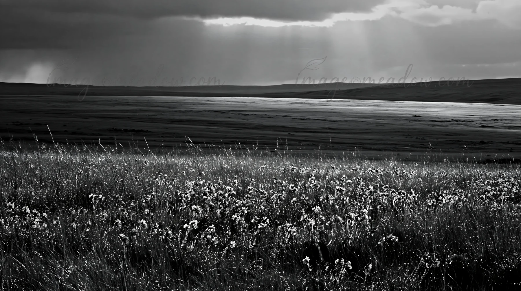 The scene shows a meadow filled with flowers covered in dew. A cloudy sky hangs over the landscape, with light breaking through the clouds onto the grass. This