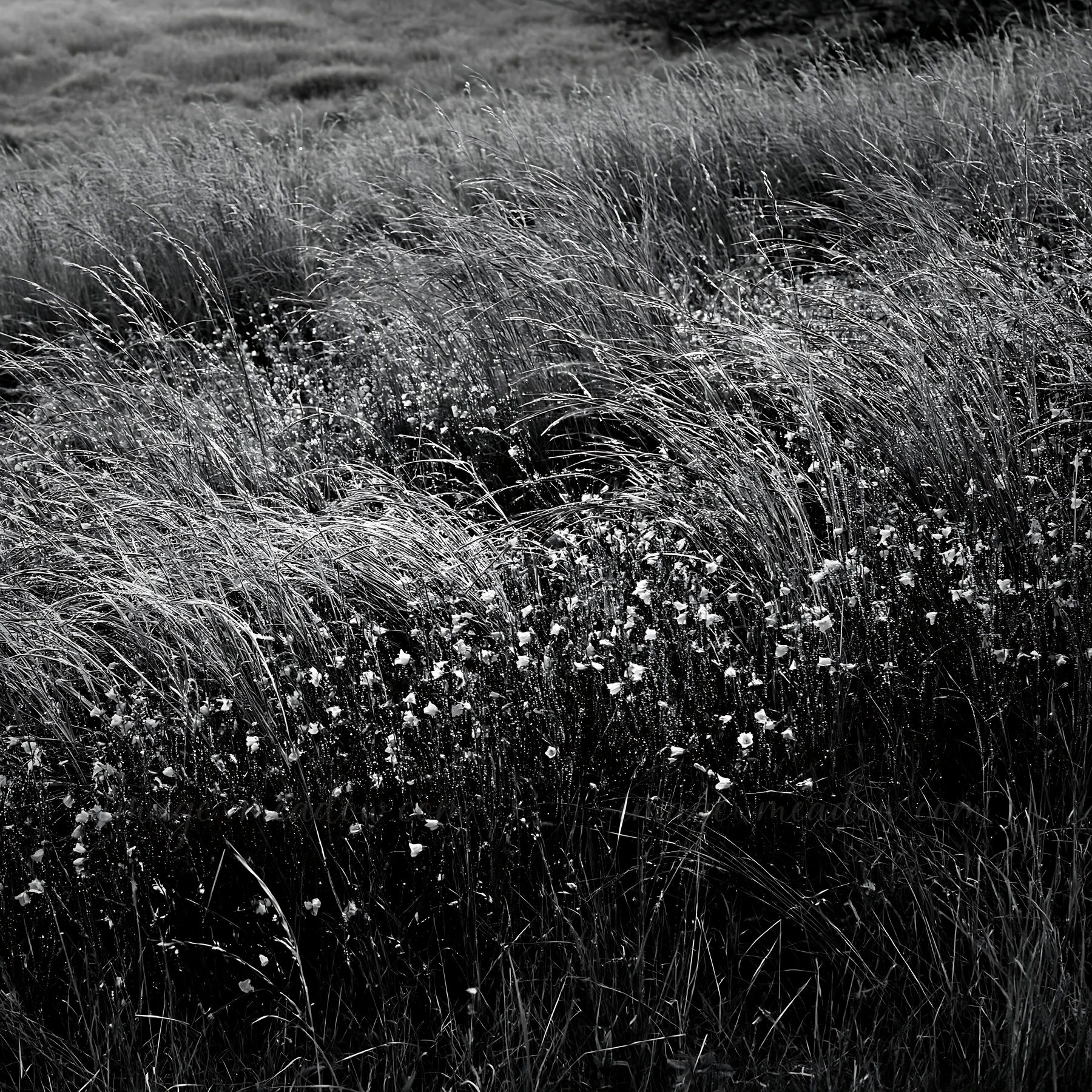 Deu rests on tall grass in a meadow. Small white wildflowers grow among the grass. The setting shows a natural landscape with a focus on the delicate details of