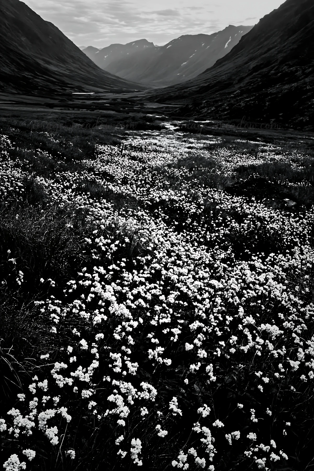 A meadow covered in silver dew features clusters of white flowers surrounded by grass. Rocky hills frame the valley under a cloudy sky. Presented as a premium h