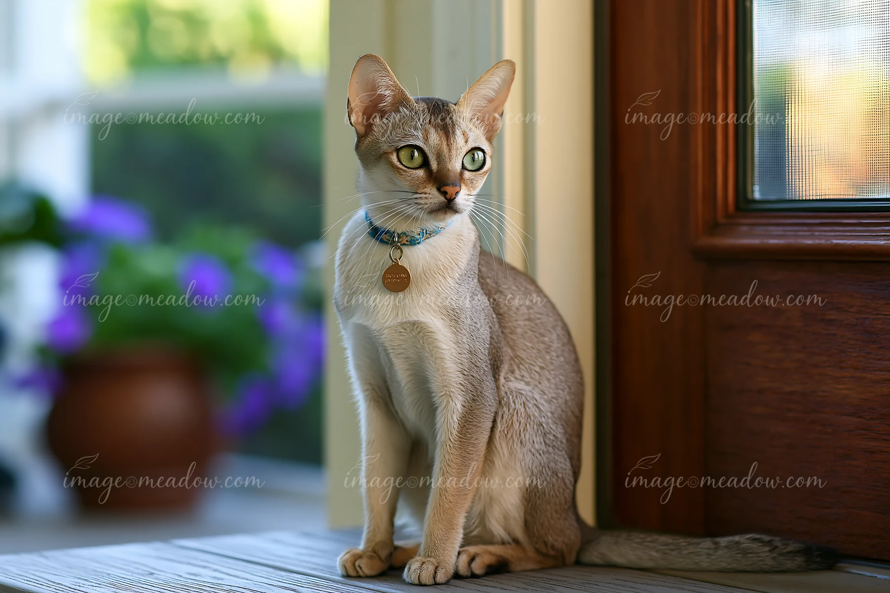 Singapura cat sitting indoors beside a wooden window with blurred purple flowers outside.