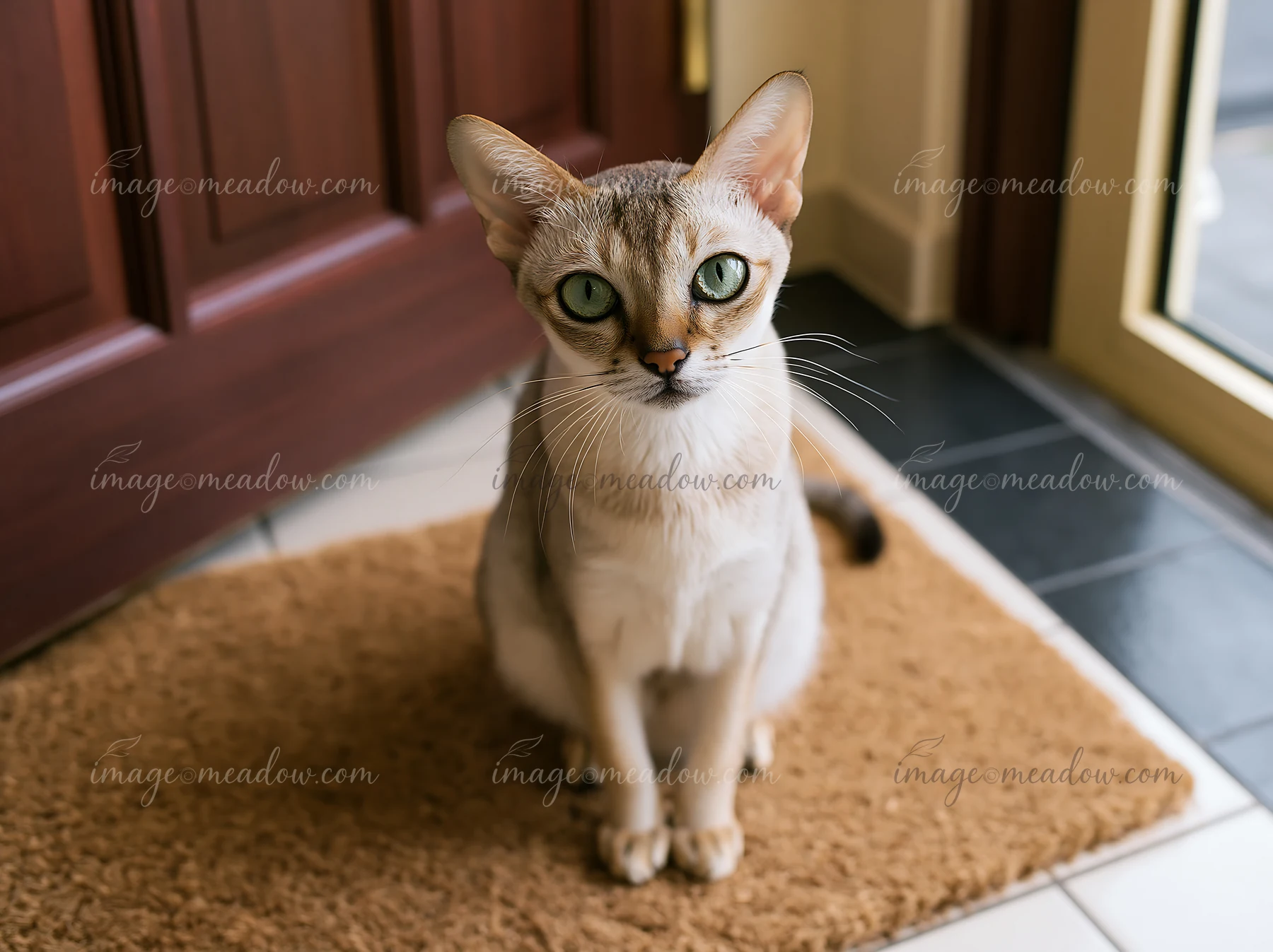 Singapura cat sitting on a brown mat indoors, facing the camera near a doorway and window.