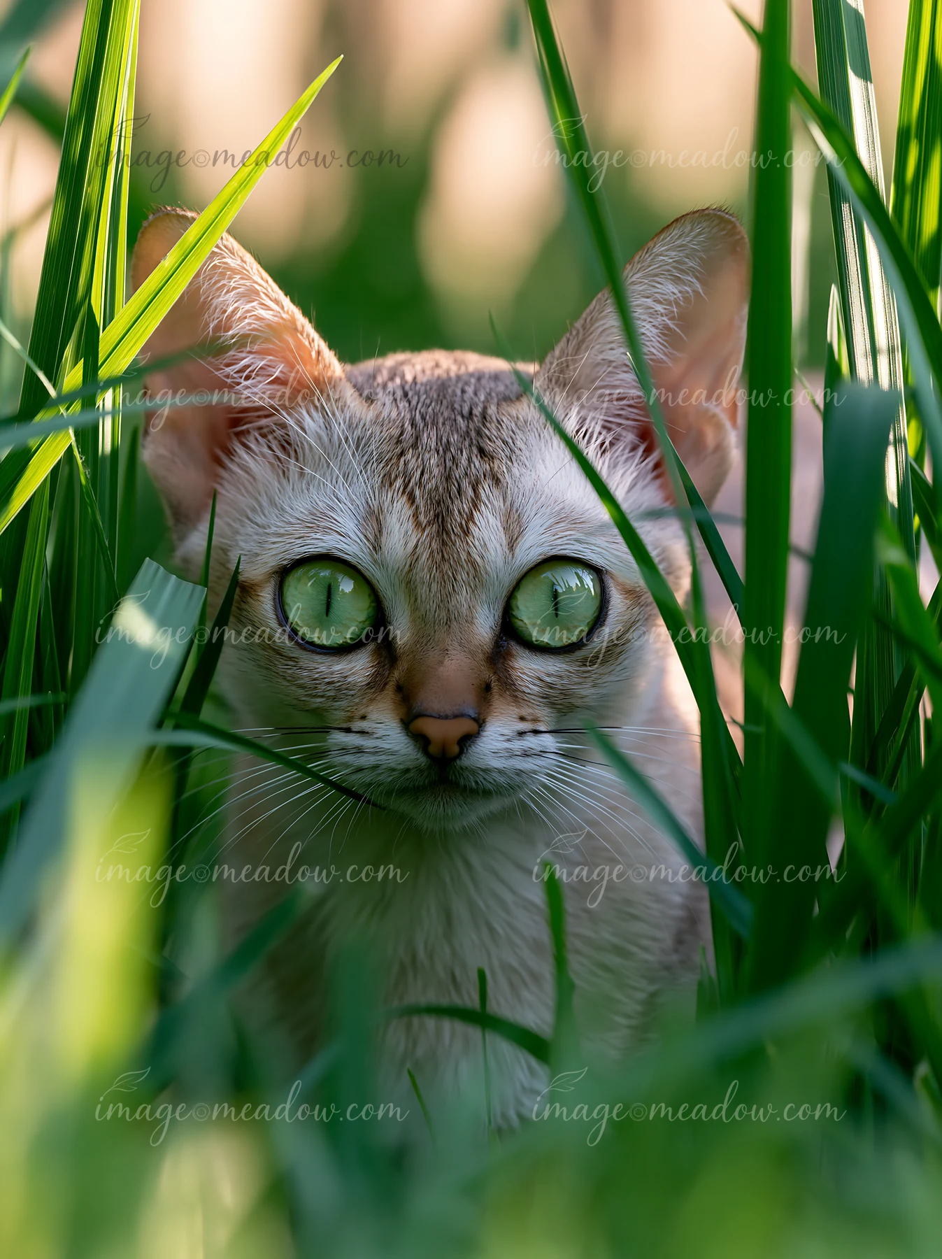Singapura cat with large green eyes looks through tall grass in warm natural light.