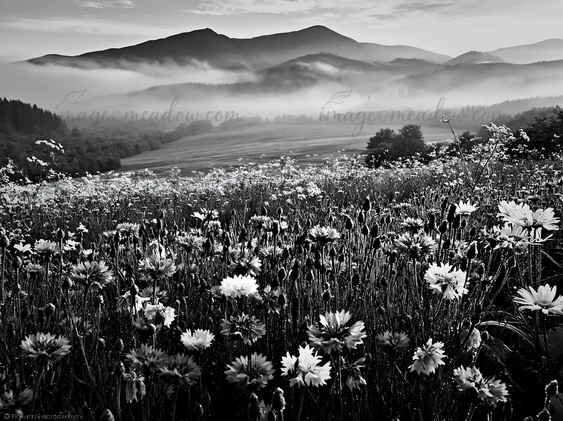 A meadow filled with wildflowers stretches across the Carpathian valley. Fog lingers over the landscape in the early morning hours, creating a soft atmosphere.