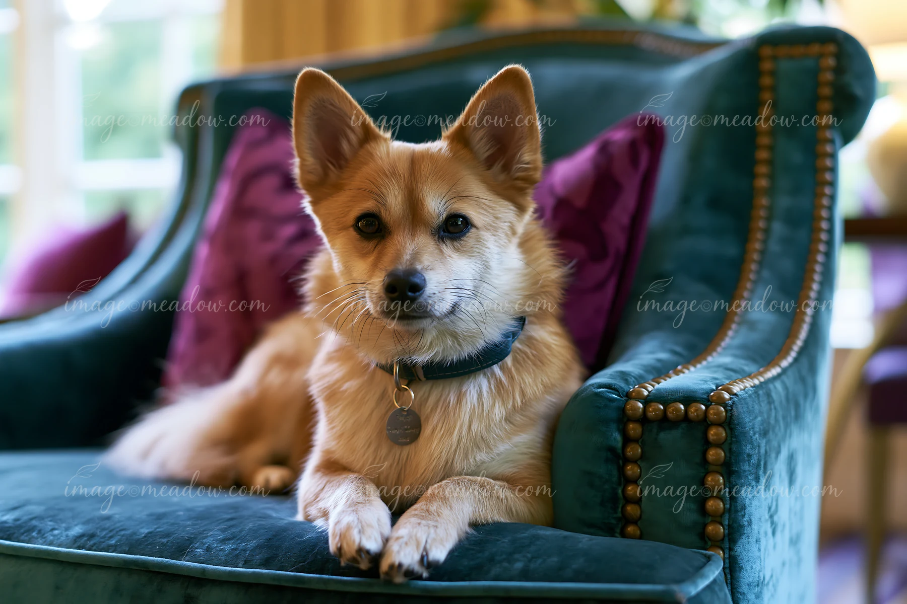 Small tan and white dog resting on a teal upholstered armchair indoors.