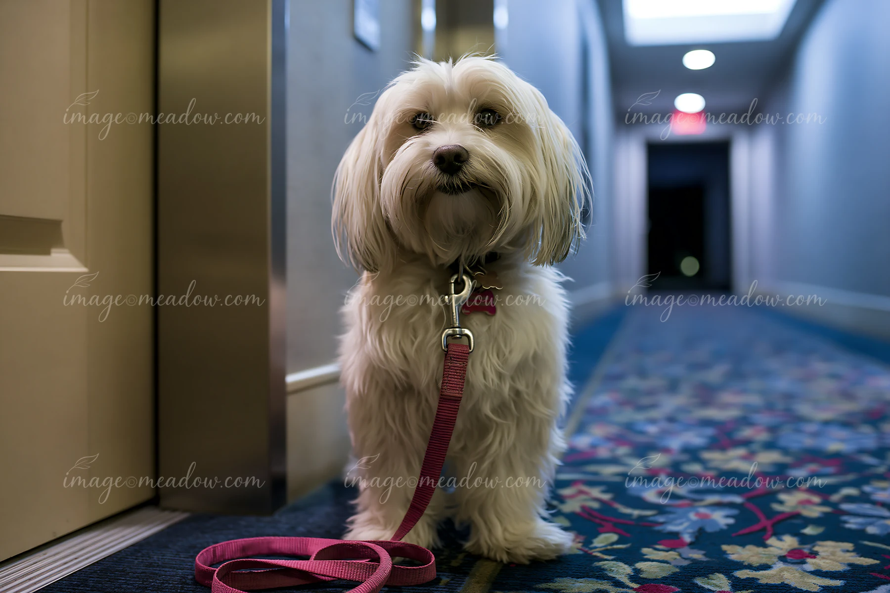 Small white long-haired dog wearing a leash sits on patterned carpet in a hotel hallway.