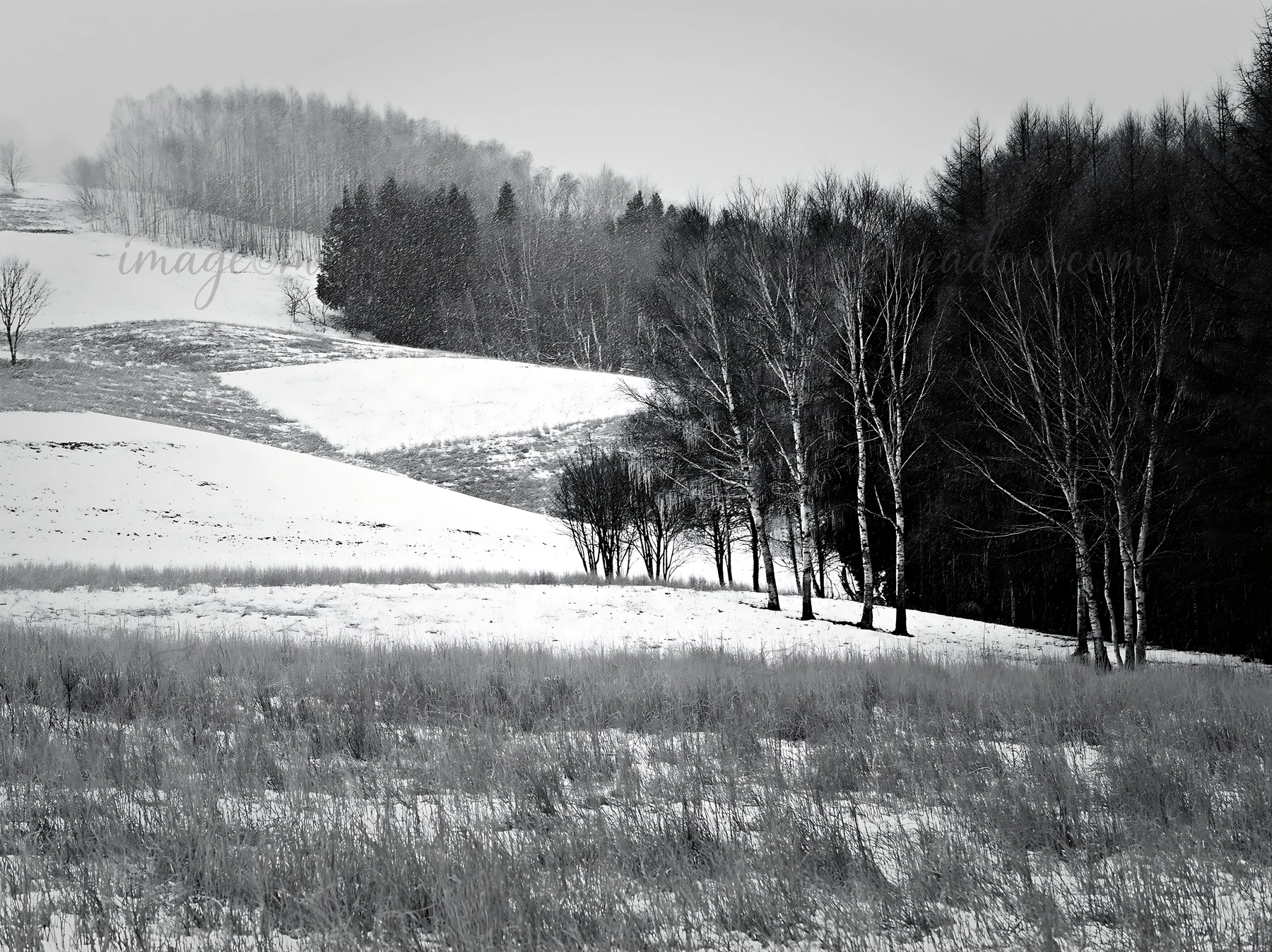 This scene displays the snow covered hills of Biei, a region known for its natural beauty. The landscape features bare trees and open fields under a cloudy sky.
