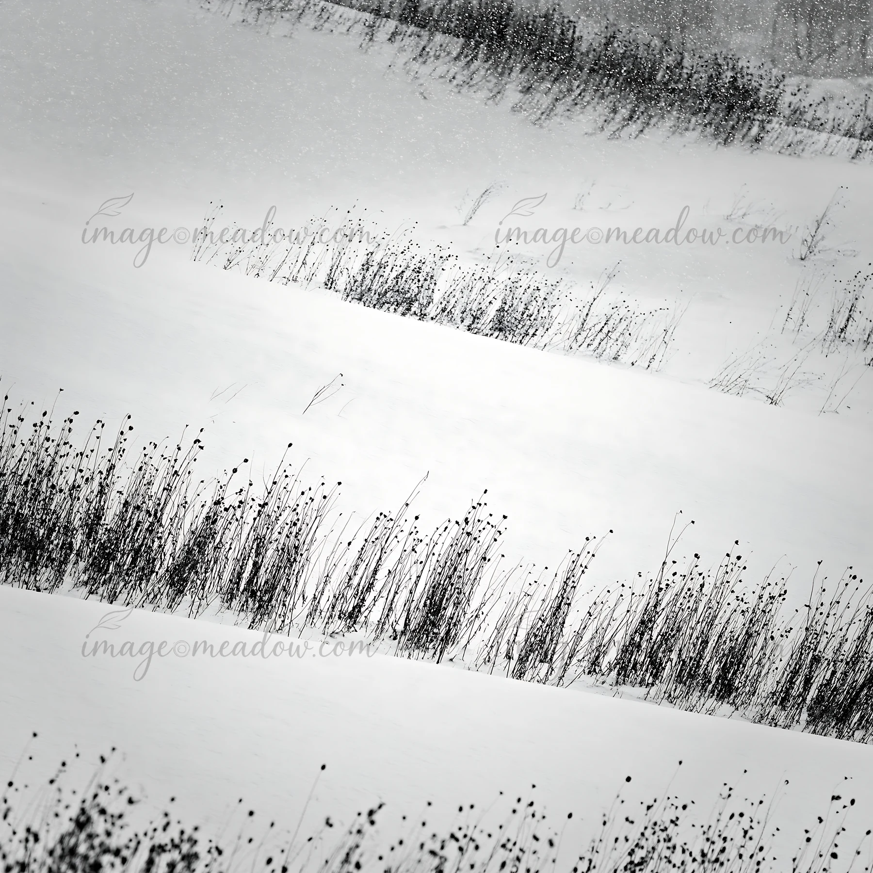Snow covers the hills and meadow in Biei. The landscape shows thin dark plants emerging from the white snow. The scene reflects a cold winter day with soft snow