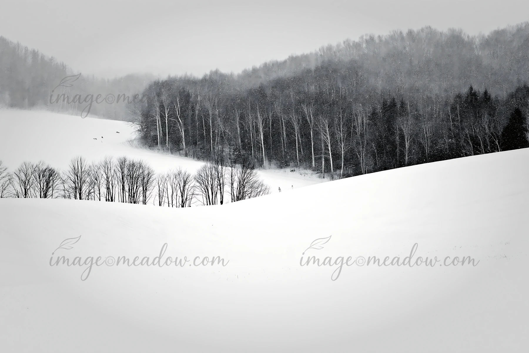 Biei hills are covered with snow, showing a vast white meadow. Several trees line the edge, while distant figures can be seen in the snowy landscape. The scene