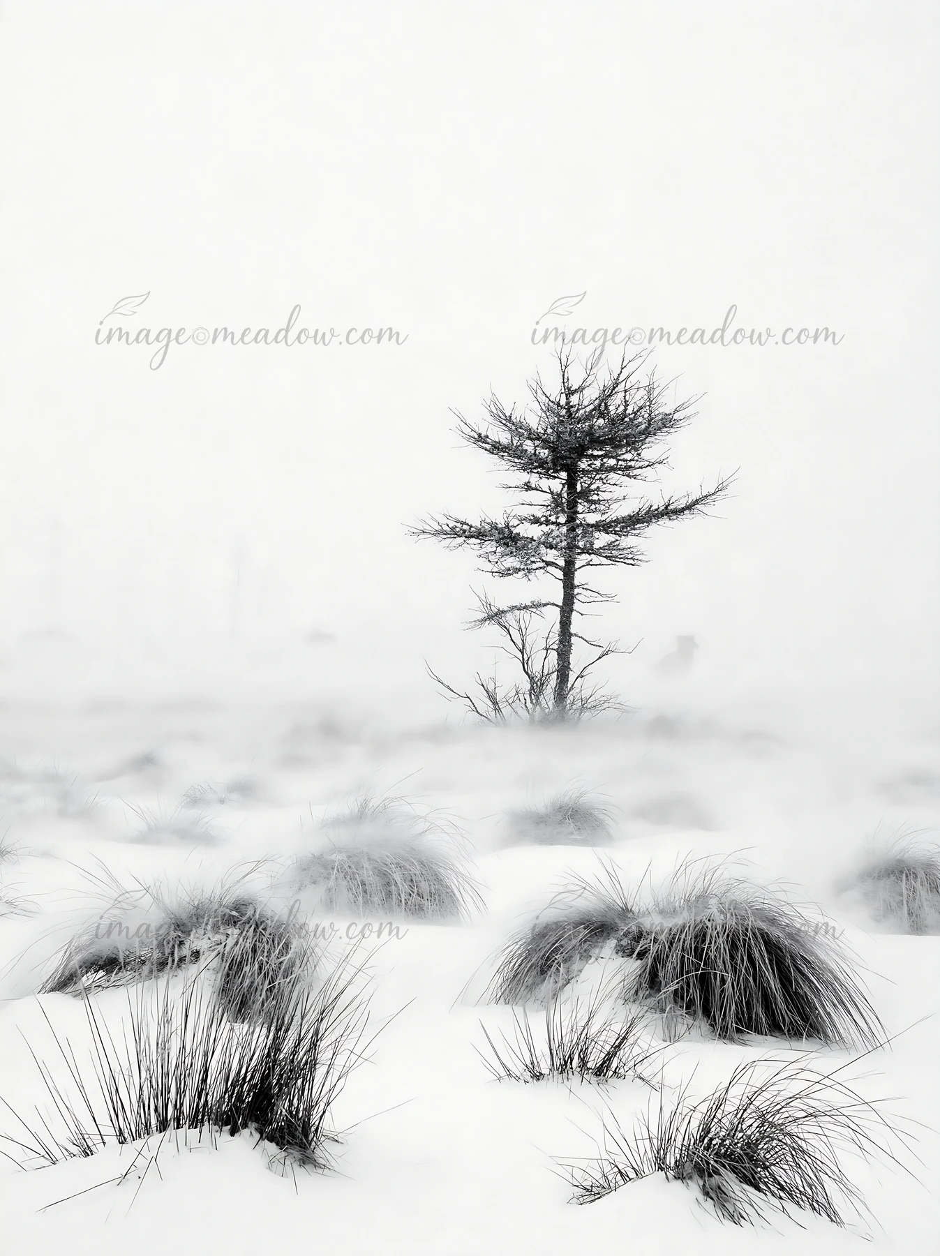 A snowy meadow is covered in thick snow. A single tree stands in the distance, surrounded by snow-covered grass. The scene shows the harshness of winter in a re