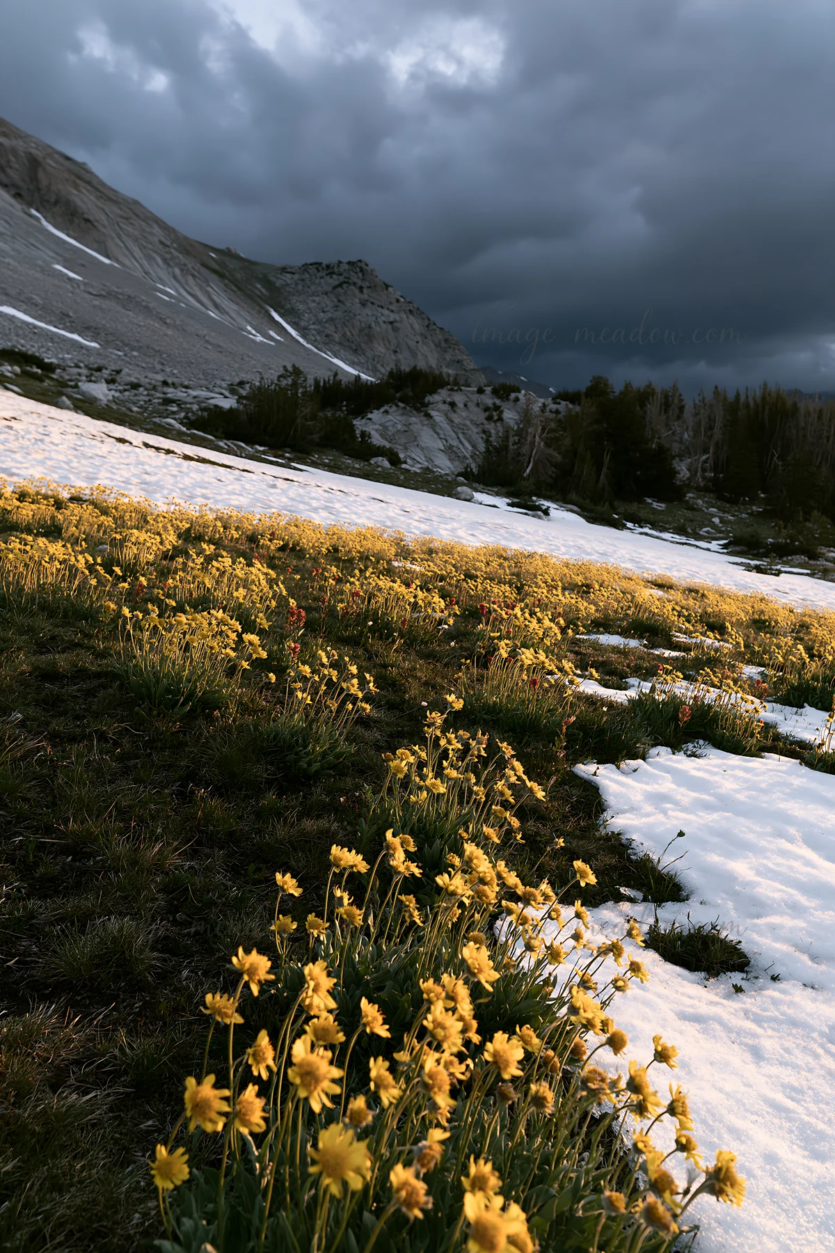 A meadow is covered with patches of snow and dotted with yellow flowers. Cloudy skies hover above the landscape. The scene captures the transition from winter t