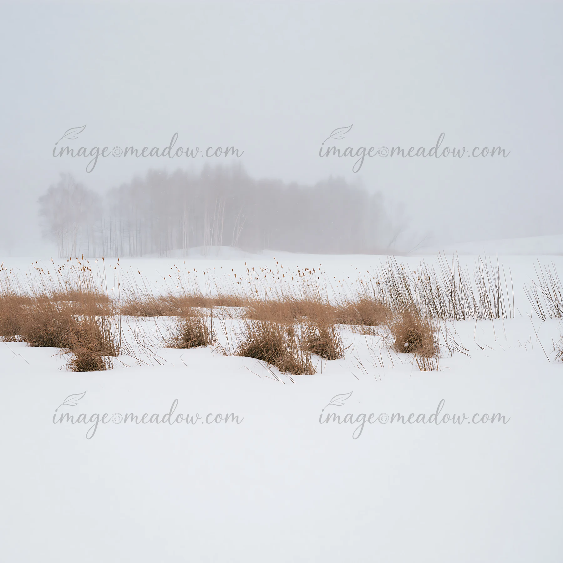 A snowbound meadow features patches of tall grasses gently rising through deep snow. The scene shows a muted winter landscape with sparse trees in the backgroun