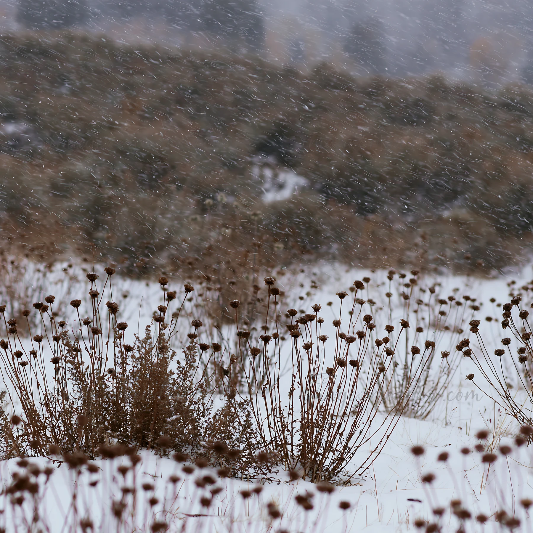A meadow covered in snow shows brown, dry plants standing upright against a backdrop of blurred, snowy landscapes. The scene captures the essence of winter with