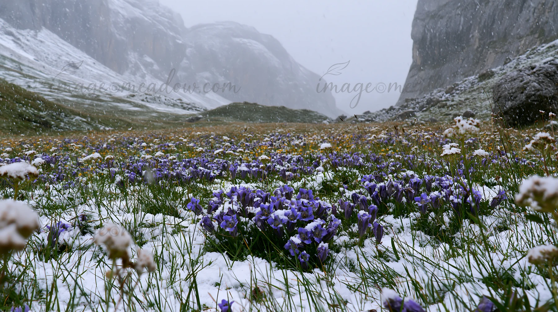 A snowbound meadow in a valley features colorful flowers peeking through fresh snow. Rocky hills rise around the scene, with snow softly falling from the sky.