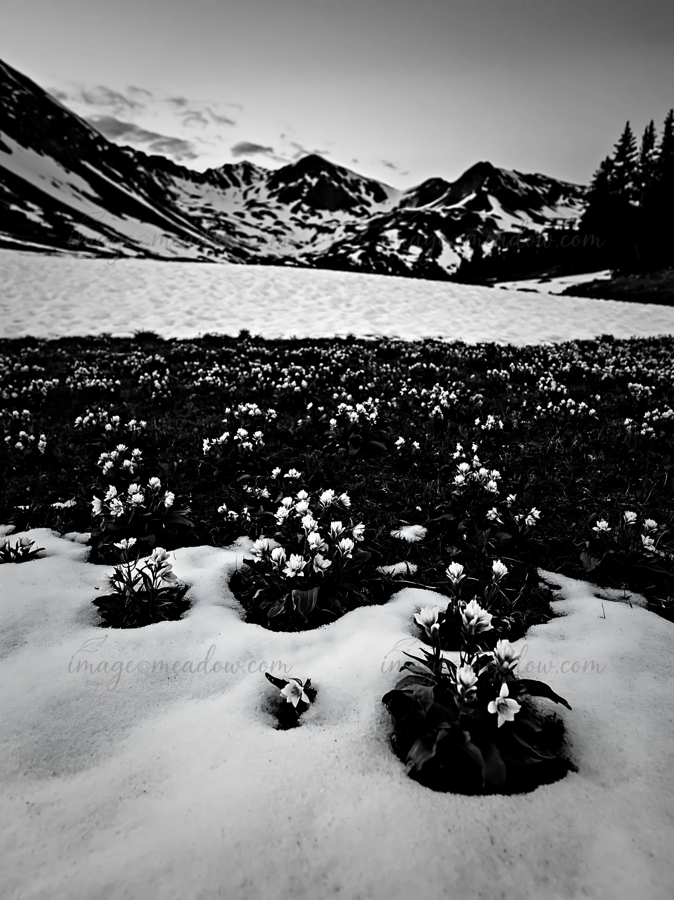 A snowy meadow covered with white flowers lies under a mountain range. The scene takes place in winter, showing the contrast between the snow and the blooming p
