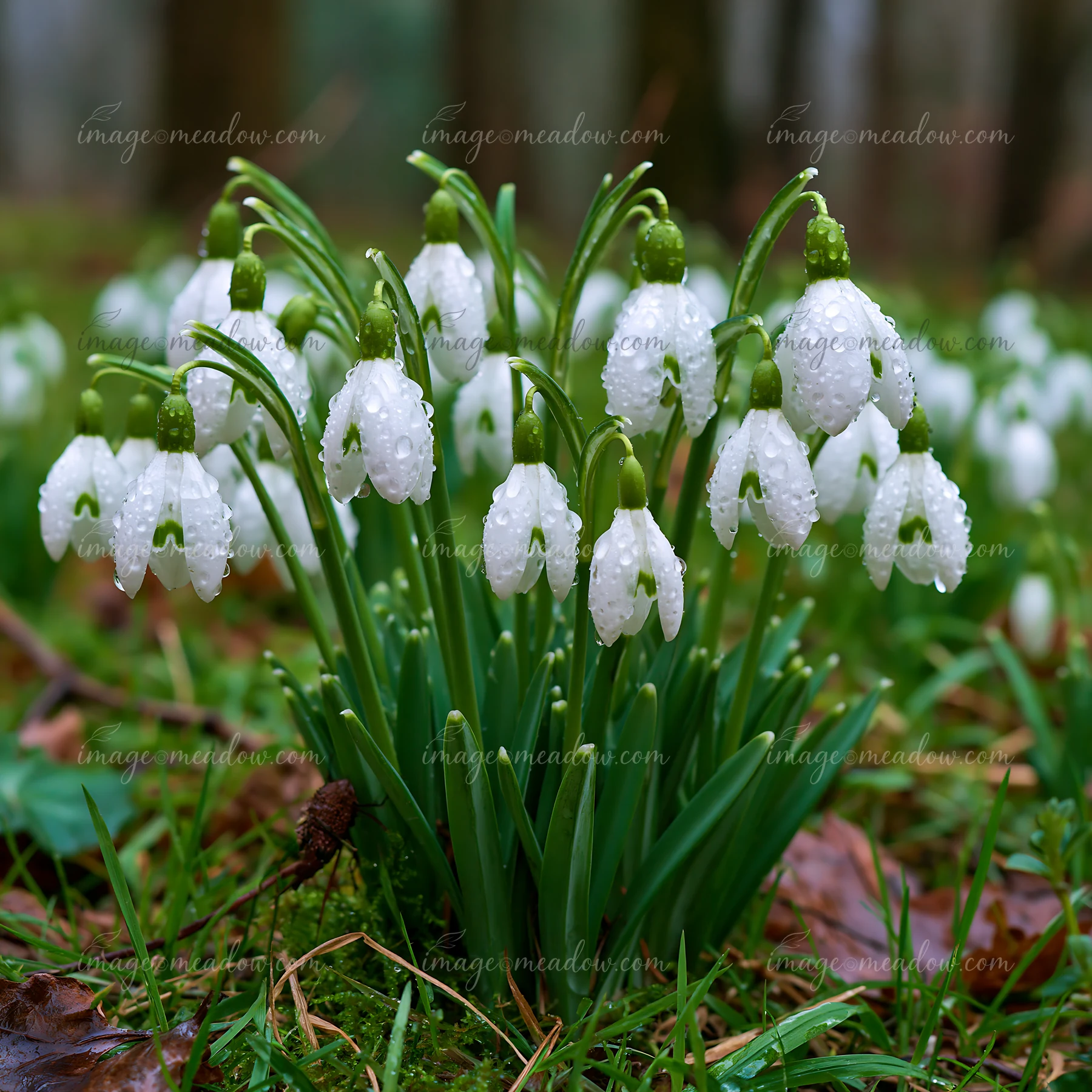 Snowdrop flowers bloom in a green forest with trees in the background.