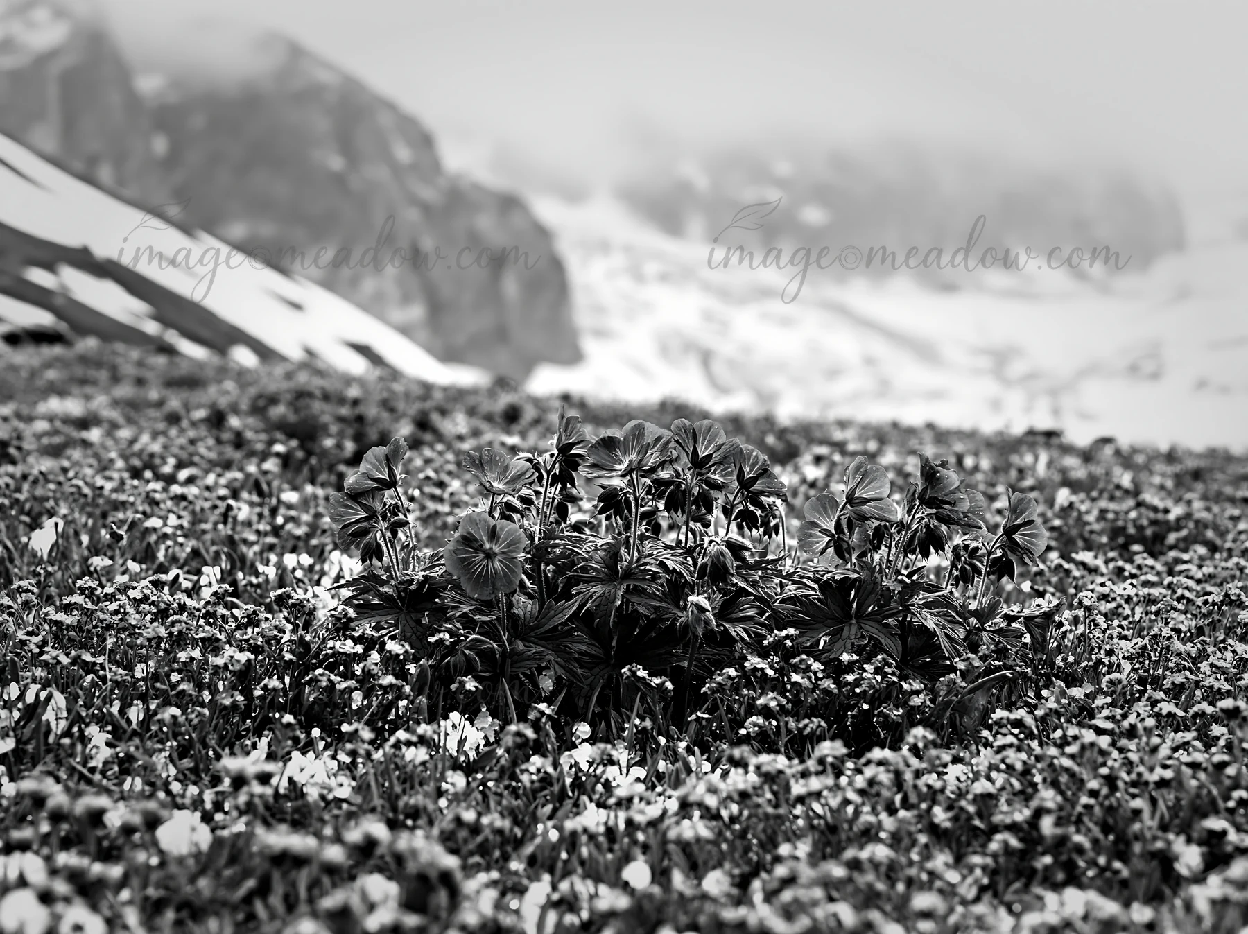 A vibrant snowline meadow features clusters of blue flowers surrounded by various wildflowers. The scene includes a mountainous background with snow patches vis